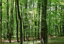 KLANJEC Javna tribina o budućnosti šuma i otvorenje izložbe fotografija