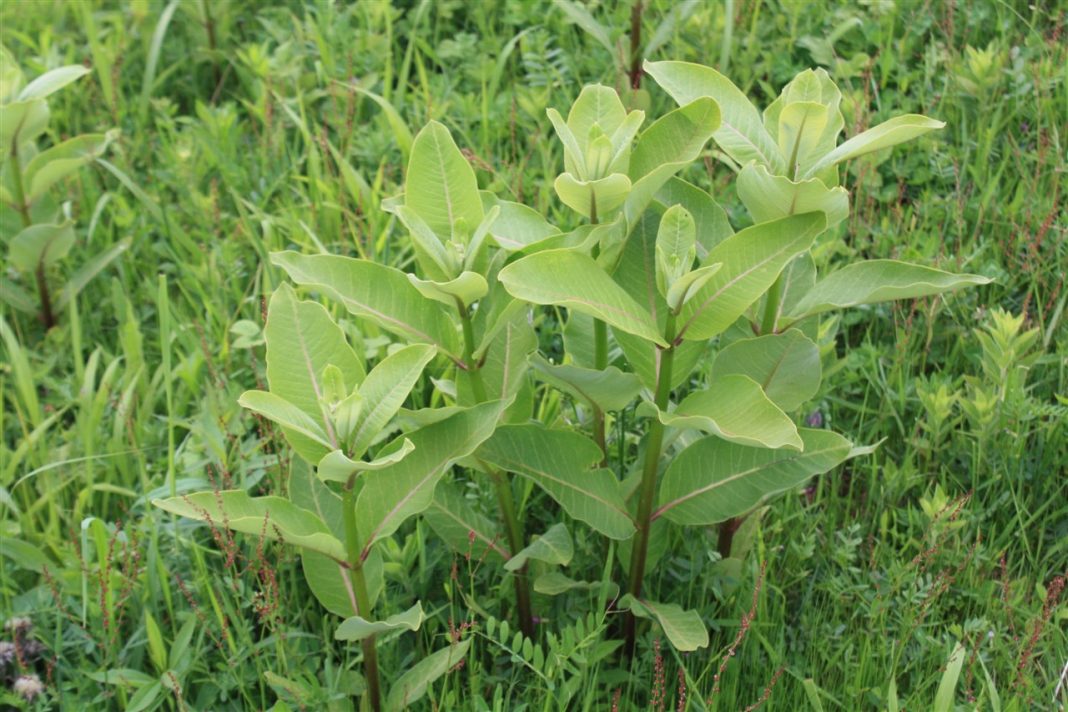 zagorje zeleno invazivne vrste