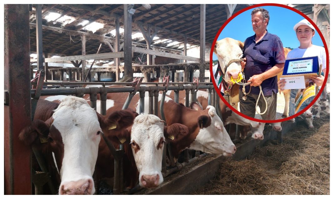 domitran grunt naslovna